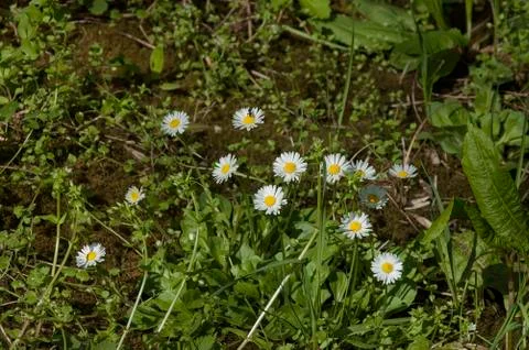 Daisy flowers background Stock Photos