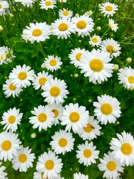 Daisy Flowers Background Stock Photos