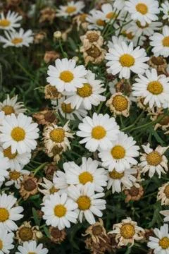 Daisy flowers as a background Stock Photos