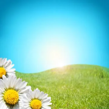 Daisy flowers  background. Фото