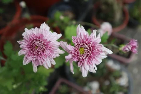 Daisy flowers in background Stock Photos
