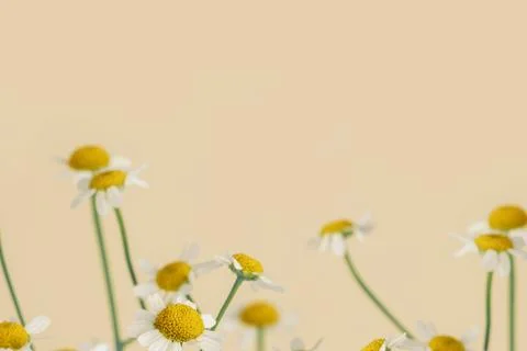 Daisy flowers on a beige background Stock Photos