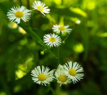 Daisy flowers bloom Stock Photos