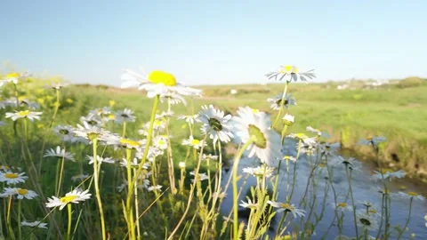 Daisy flowers blossoming at Copper Coast UNESCO Global Geopark Ireland Stock Footage 346840518