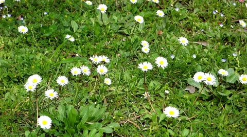 Daisy flowers blowing in the wind Stock Footage 60764231