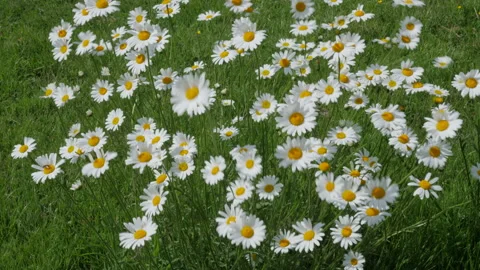 Daisy flowers blowing in the wind Stock Footage 156769008