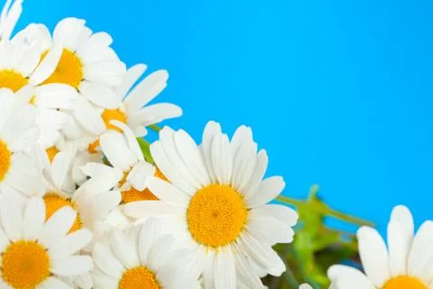 Daisy flowers on a blue background Stock Photos