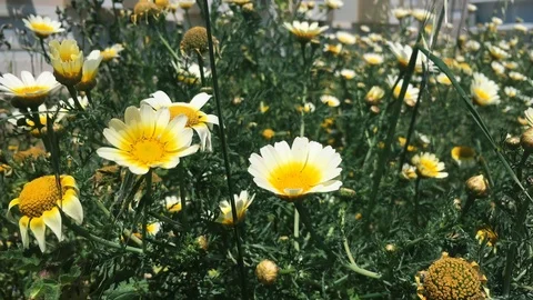 Daisy Flowers Close Up Stock Footage 90659899