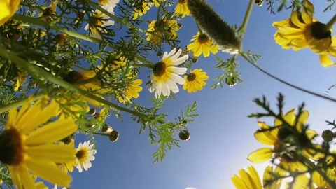 Daisy Flowers Close Up Low Angle Sway Against The Blue Sky And Sun Stock Footage 177440454