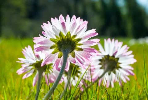 Daisy flowers from during springtime Stock Photos