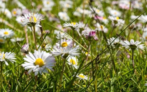Daisy flowers during springtime Stock Photos