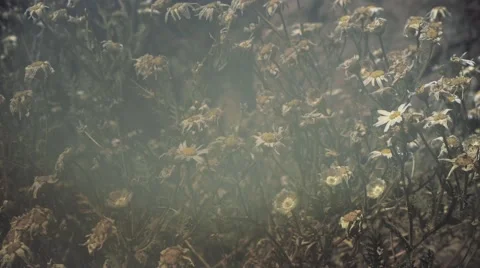 Daisy flowers in the field Stock Footage 62778057