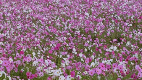 Daisy Flowers In The Field Stock Footage 97499151