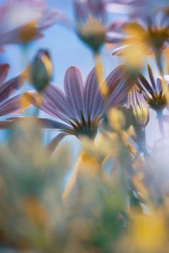 Daisy Flowers Field 스톡 사진