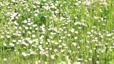 Daisy flowers in the fields, panning right, sound on Stock Footage 35761988