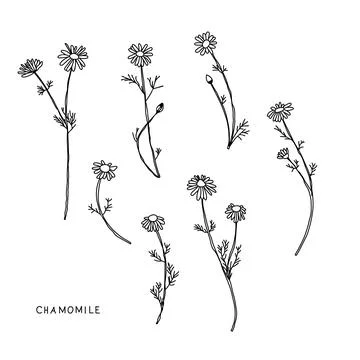 Daisy flowers, floral vector set Stock Illustration