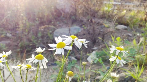 Daisy flowers on flowerbed close up Stock Footage 40733686