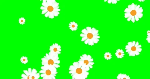 Daisy flowers flying up on green screen background. Summer background. 4K ani Stock Footage 158319210