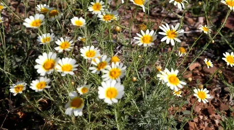 Daisy Flowers Stock-Footage 771797