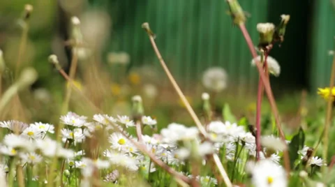 Daisy flowers Stock Footage 34424098