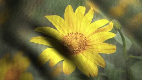 Daisy Flowers 動画素材 86182920