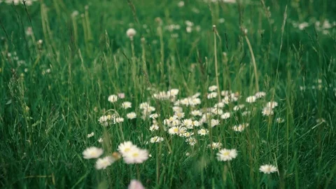 Daisy Flowers Stock Footage