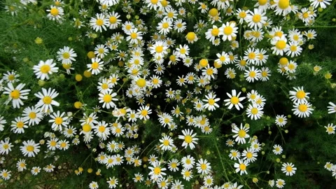 Daisy flowers Stock Footage 132815352