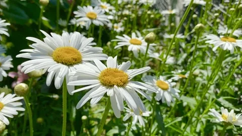 Daisy flowers Stock Footage 137249746