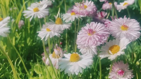 Daisy flowers. Stock Footage 242905092