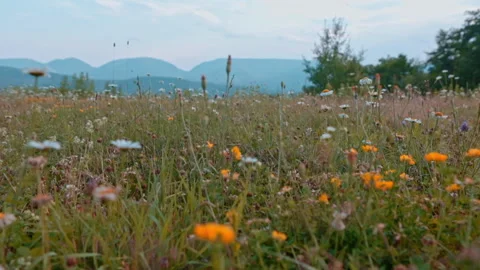 Daisy flowers Stock Footage 263786524