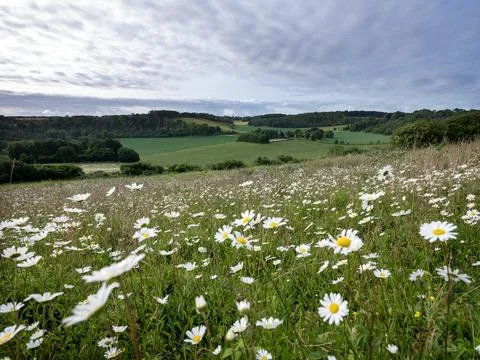 Daisy flowers on the foreground in spring ladscape with farm in english cou.. Stock Photos