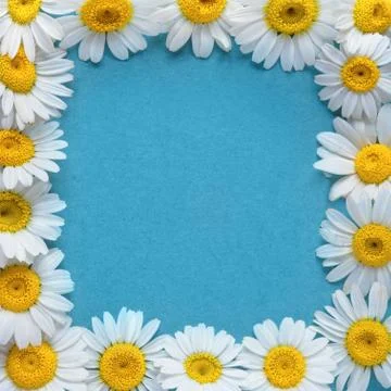 Daisy flowers frame on blue background. Flat lay. Top view Stock Photos