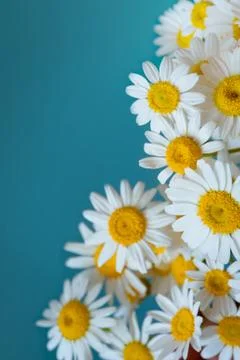 Daisy flowers frame on blue background. Flat lay. Top view Stock Photos