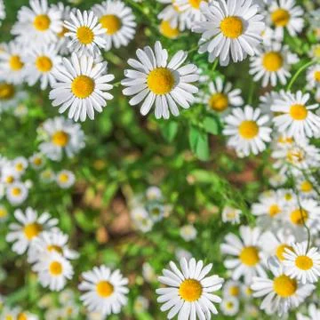 Daisy flowers frame Stock Photos