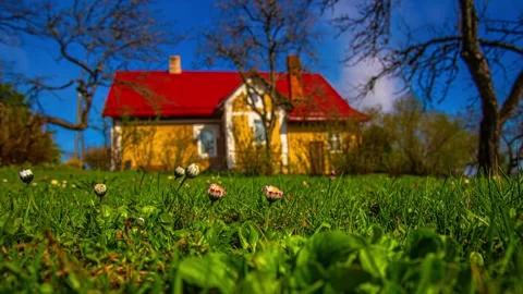Daisy flowers in front of house close up in garden as sunlight fades Timelapse Видео 330995433