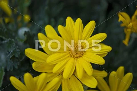 Daisy Flowers in a Garden Stock Photos