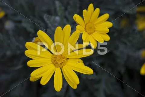 Daisy Flowers in a Garden Stock Photos