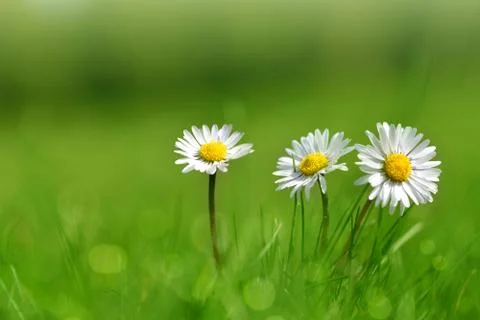 Daisy flowers in grass. Stock Photos
