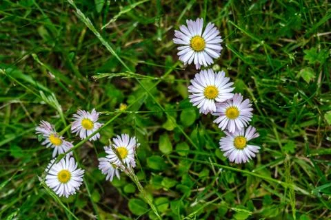 Daisy flowers in the grass. Stock Photos
