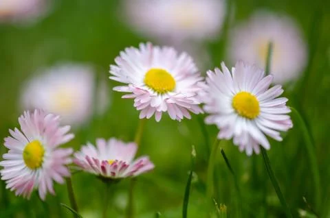 Daisy flowers in grass (spring daisy) Stock Photos