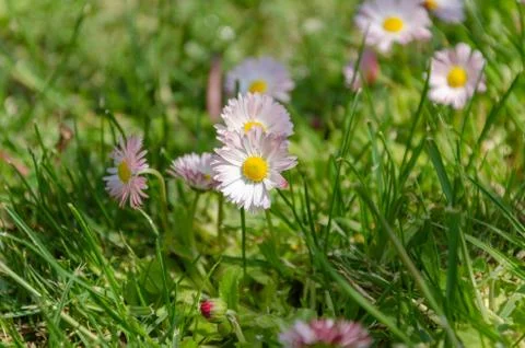 Daisy flowers in grass (spring daisy)Common Stock Photos