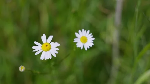 Green Nature Photo Stock Videos – Royalty-Free HD & 4K Videos