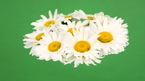 Daisy flowers on green mirror. Loop motion. Side view. Rotation 360. Stock Footage 160499915