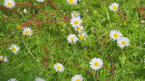 Daisy Flowers Growing On Meadow. Common Daisy. Field Of Chamomiles At Sunny Day Video stock 259078632