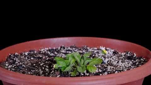 Daisy flowers growing, opening, moving and resting in day night cycles time.. Stock-Footage 341325176