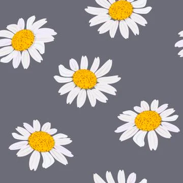 Daisy flowers heads. Seamless pattern. Vector illustration. Purple background Stock Illustration