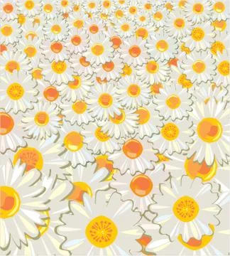Daisy flowers Stock Illustration