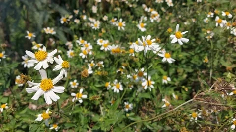 Daisy flowers in the meadow Stock Footage 285027839
