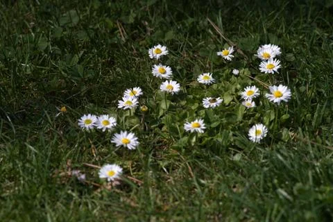 Daisy flowers in the meadow Foto stock