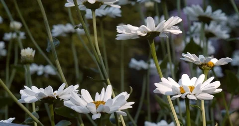 Daisy flowers moving gently in the wind in sunlight Stock Footage 113143797